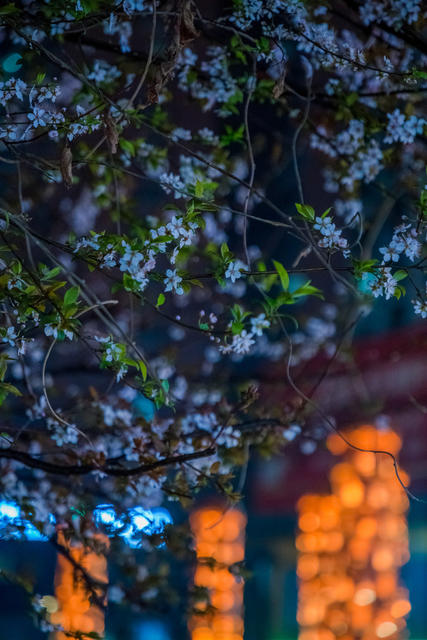 夜晚  繁花  开放  雨天  春天  宁静