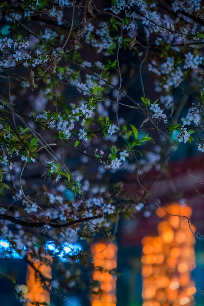 夜晚  繁花  开放  雨天  春天  宁静