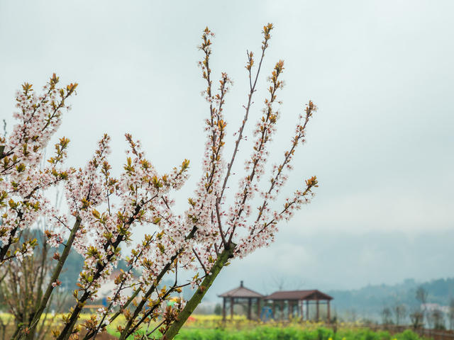 春天  湖  水  天  花  树  宁静  风景