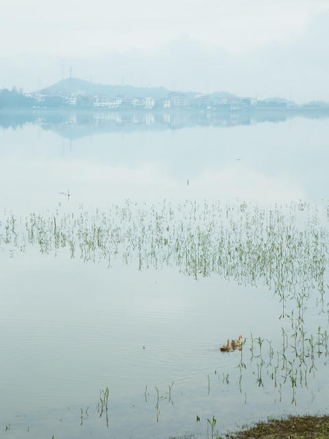 春天  湖  水  天  花  树  宁静  风景