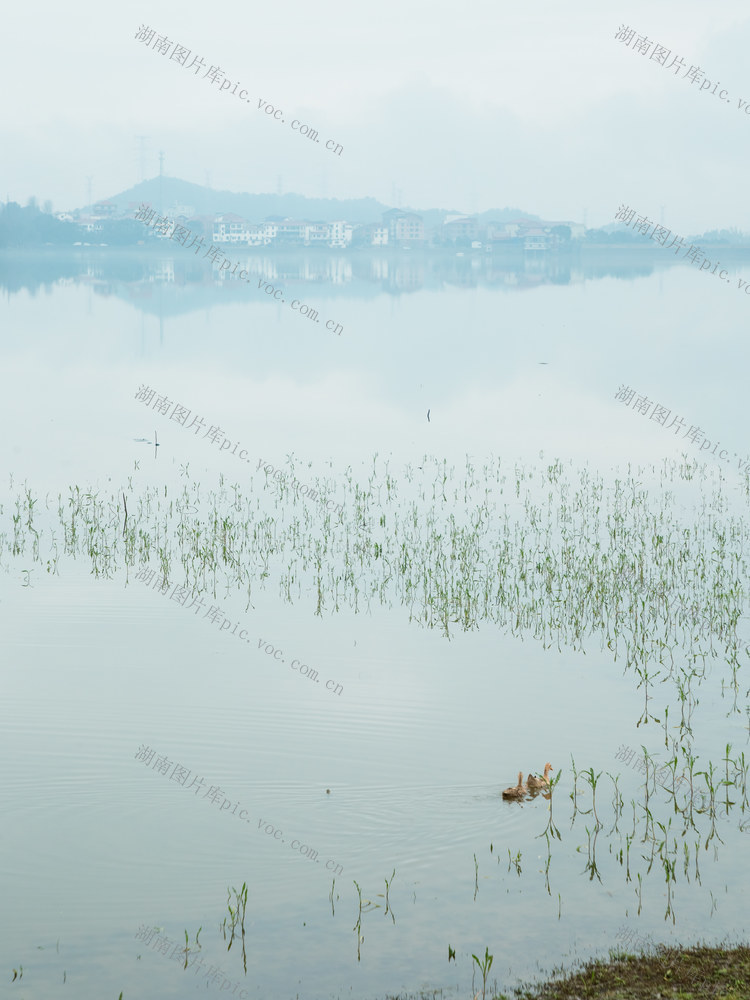 春天  湖  水  天  花  树  宁静  风景