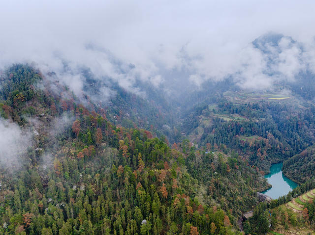 古丈 山林 春色 野樱花 森林 生态 绿色