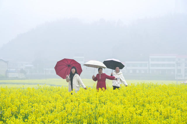 春分  烟雨  江南  花  柳树  踏青