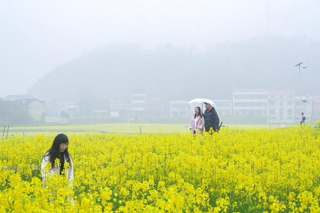 春分  烟雨  江南  花  柳树  踏青