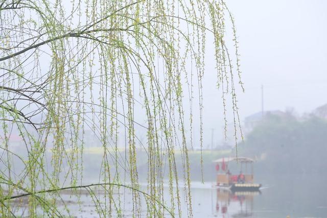 春分  烟雨  江南  花  柳树  踏青
