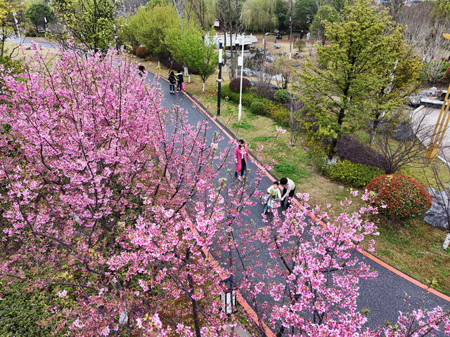 樱花  盛开  黄花  公园  粉红  踏青 游玩 赏景