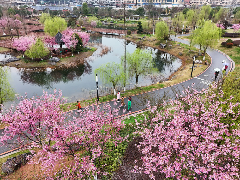 樱花  盛开  黄花  公园  粉红  踏青 游玩 赏景