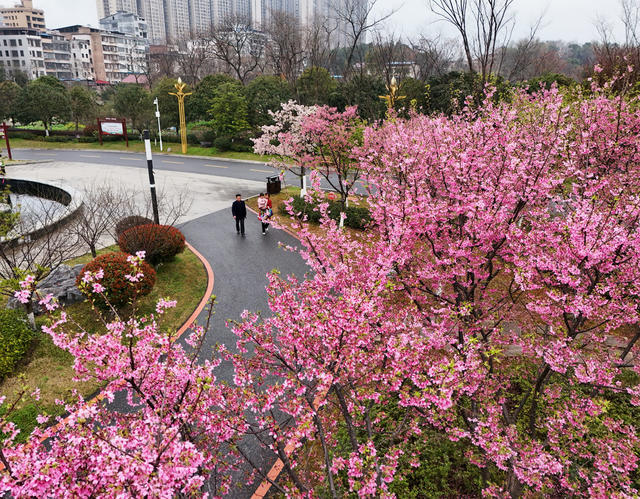 樱花  盛开  黄花  公园  粉红  踏青 游玩 赏景