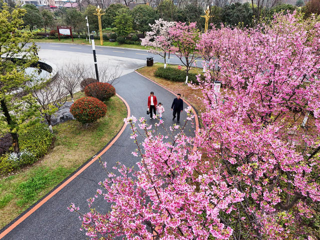 樱花  盛开  黄花  公园  粉红  踏青 游玩 赏景