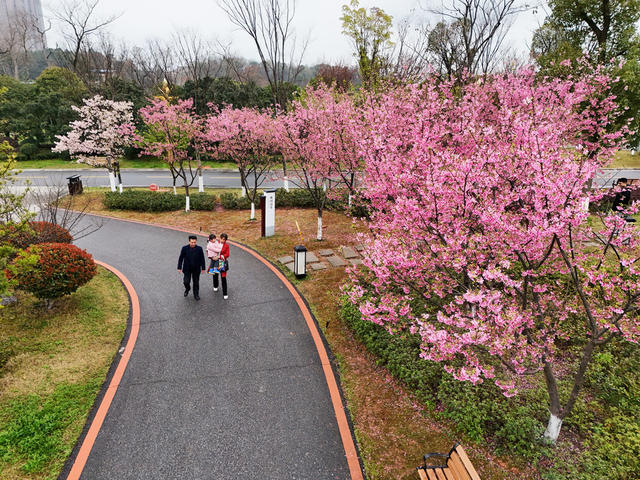 樱花  盛开  黄花  公园  粉红  踏青 游玩 赏景