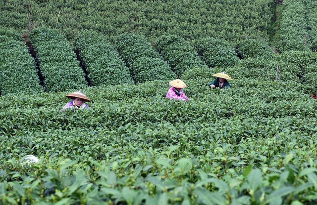 采茶 茶园 茶农  春光