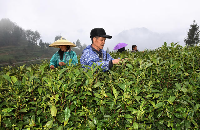 采茶 茶园 茶农  春光