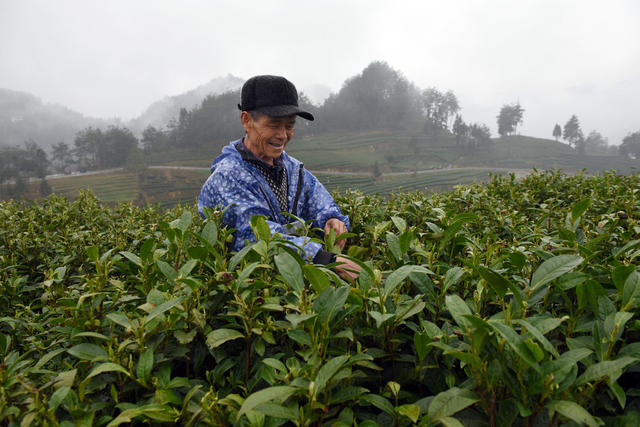 采茶 茶园 茶农  春光