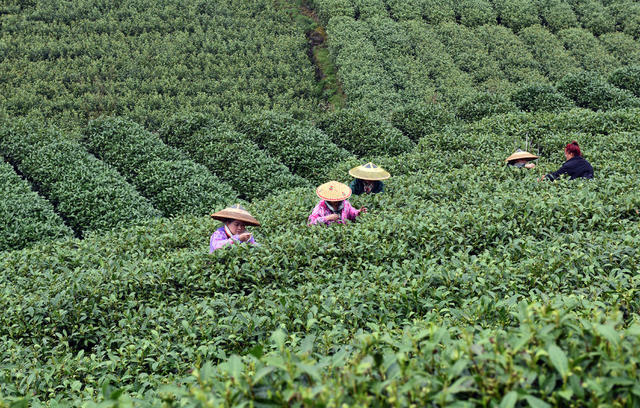 采茶 茶园 茶农  春光