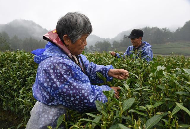 采茶 茶园 茶农  春光