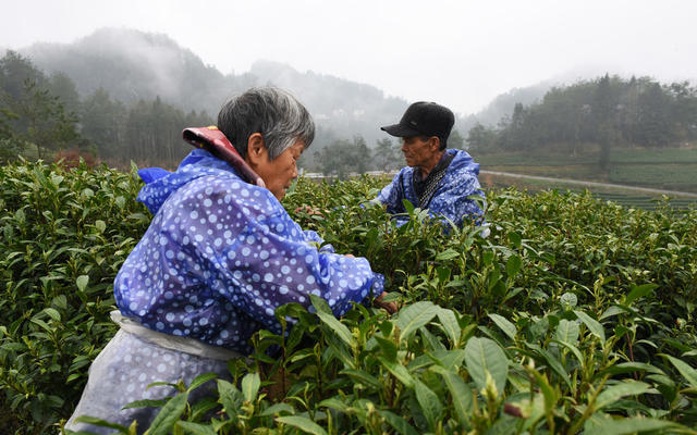 采茶 茶园 茶农  春光