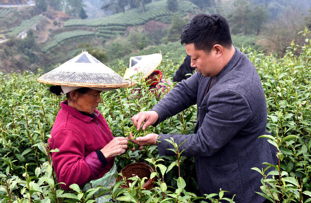 采茶 茶园 茶农  春光