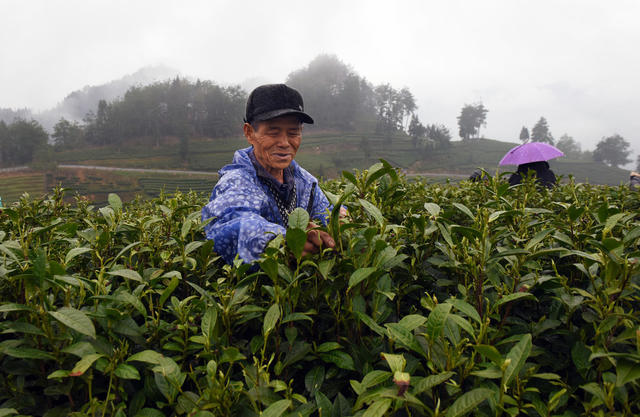 采茶 茶园 茶农  春光