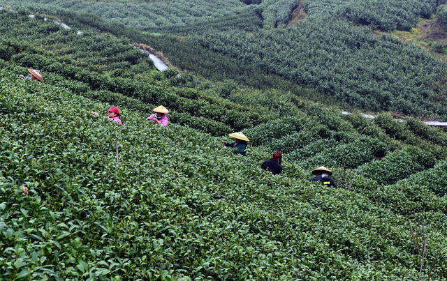 采茶 茶园 茶农  春光