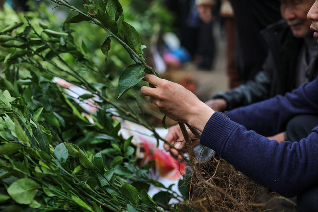 集市 农具 树苗 衡阳