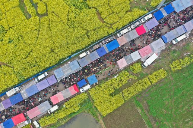 集市 农具 树苗 衡阳