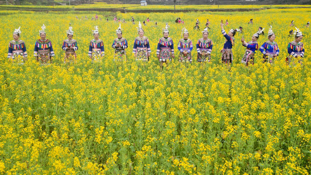 通道 侗族 乡村 游客 油菜 花海 游玩 赏花 拍照
