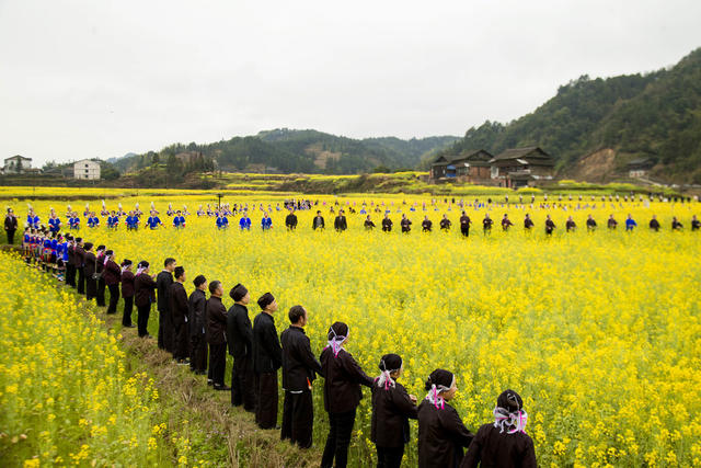 通道 侗族 乡村 游客 油菜 花海 游玩 赏花 拍照