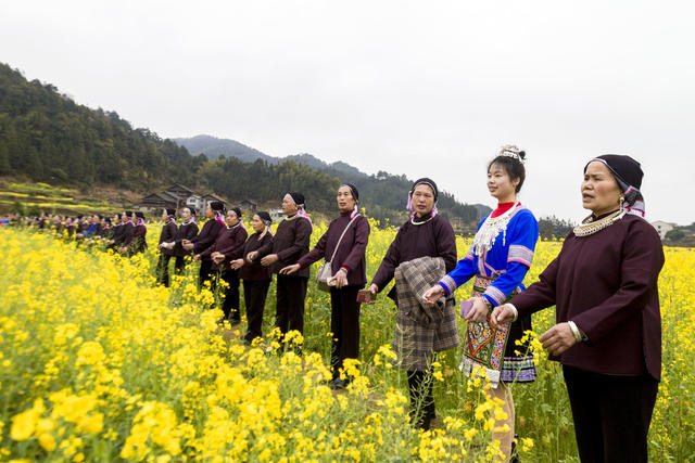 通道 侗族 乡村 游客 油菜 花海 游玩 赏花 拍照