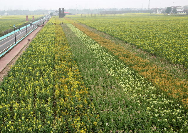 种口七彩囗油菜