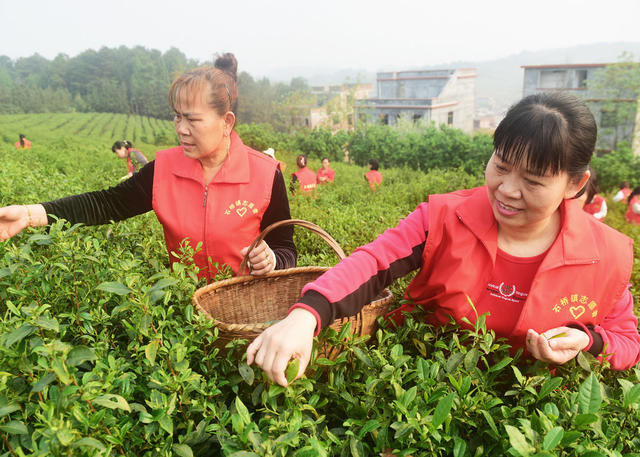 嘉禾：志愿服务采春茶