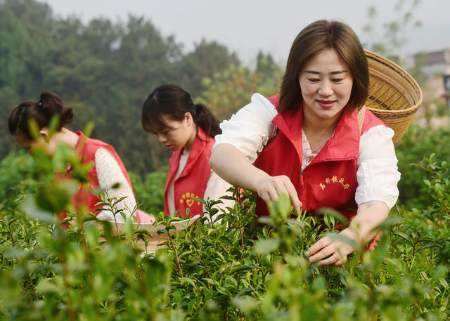 嘉禾：志愿服务采春茶