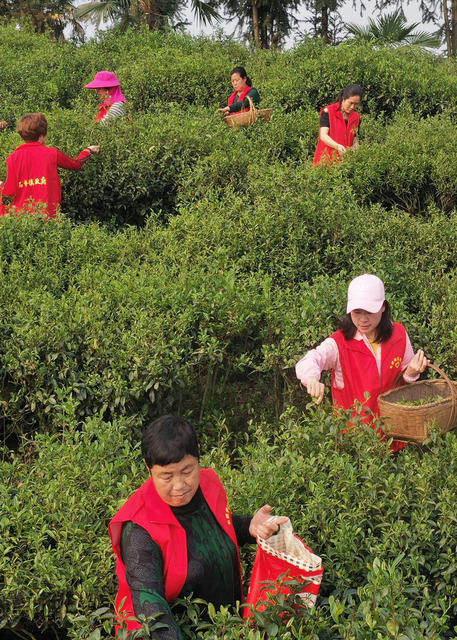 嘉禾：志愿服务采春茶