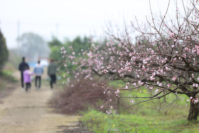 春花 踏春