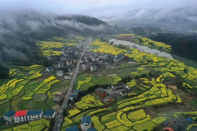 乡村 花海 交通 建设 产业 路畅 景美