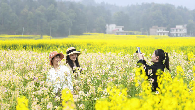 春色 春景 春光 踏青 油菜花  春游 赏花 拍照