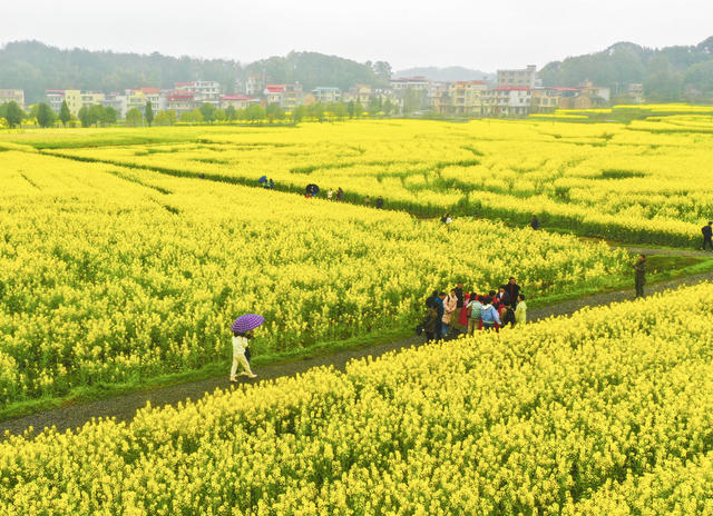 春色 春景 春光 踏青 油菜花  春游 赏花 拍照