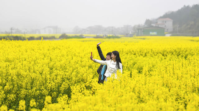 春色 春景 春光 踏青 油菜花  春游 赏花 拍照