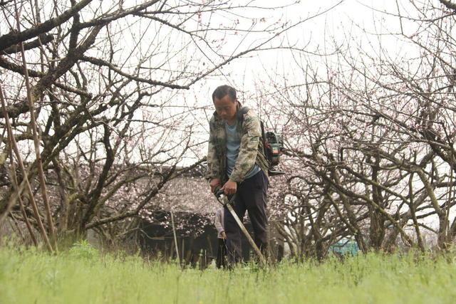 春耕 农业生产 春花 桃花