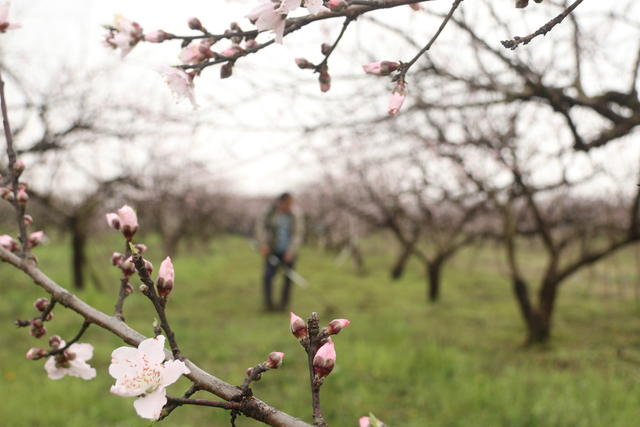 春耕 农业生产 春花 桃花