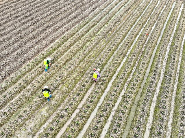 春耕
备耕
农事
田间地头