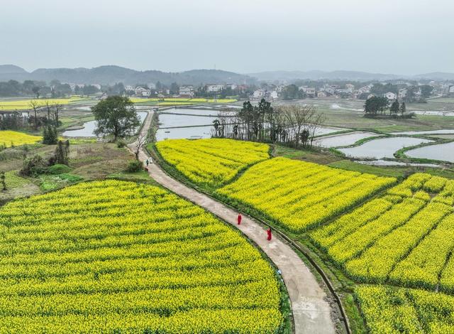 油菜花
农旅
融合
乡村振兴