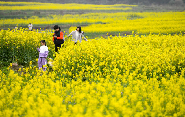 油菜花
农旅
融合
乡村振兴