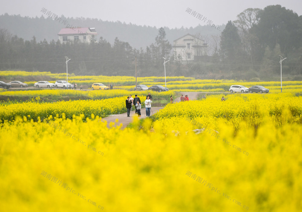 油菜花
农旅
融合
乡村振兴