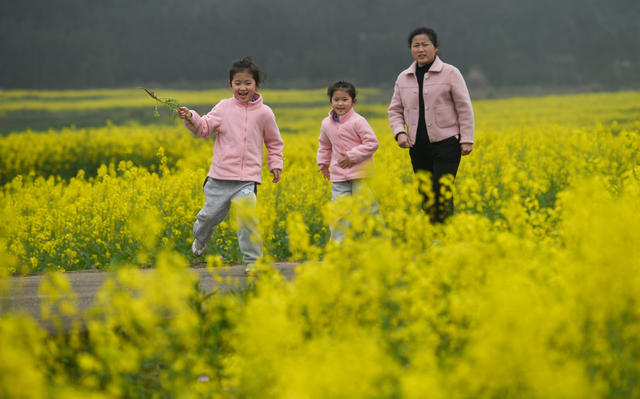 油菜花
农旅
融合
乡村振兴
