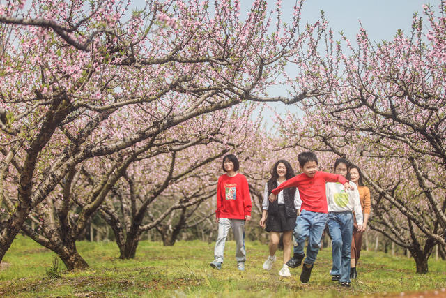 桃花 花朵 果园 游玩 踏青 春光 游客