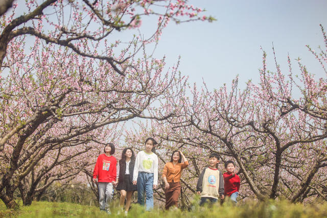 桃花 花朵 果园 游玩 踏青 春光 游客