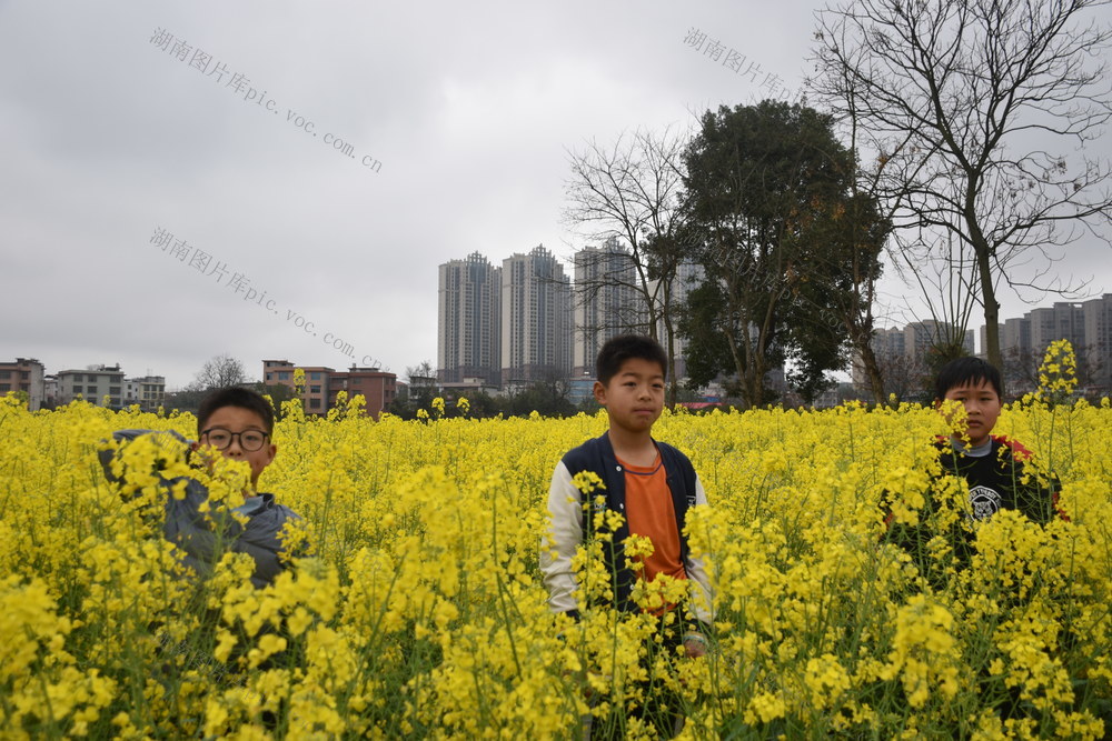 油菜花 绽放