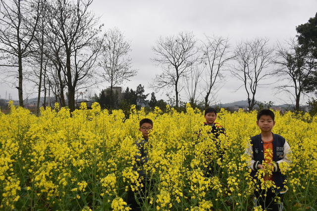 油菜花 绽放