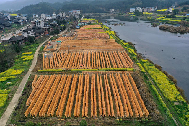 “小木片”企业 加工  晾晒 培育  大产业 