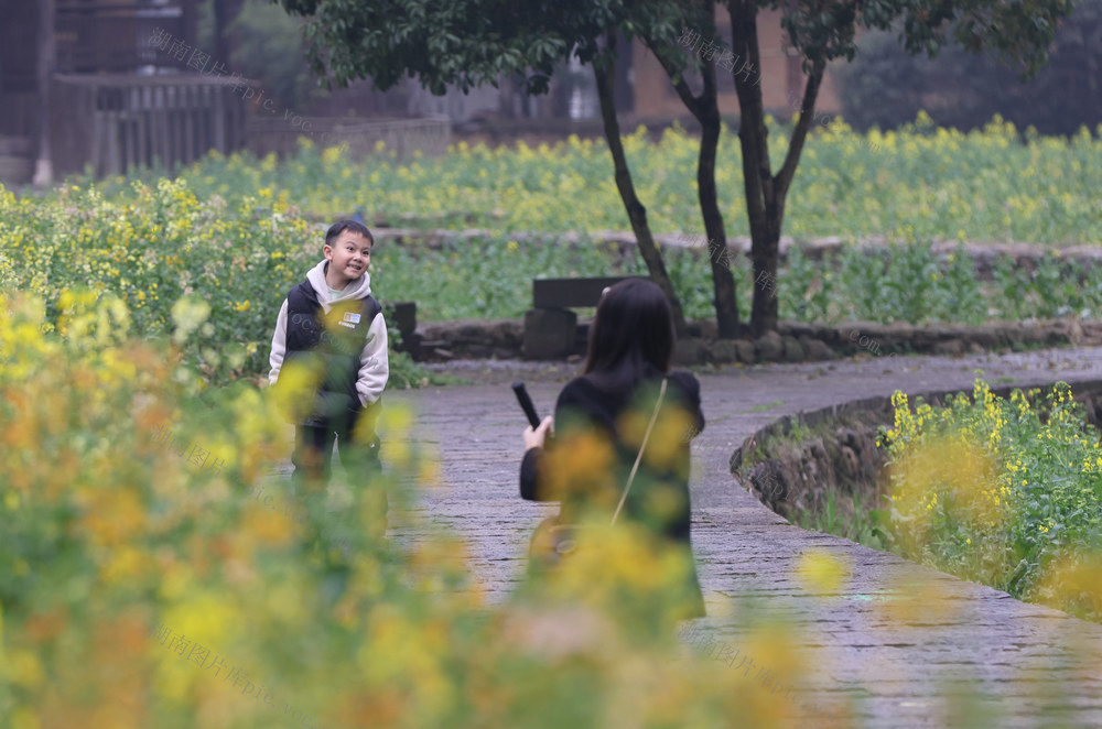 油菜花 张家界 黄龙洞